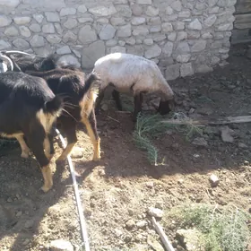 geciler cewis