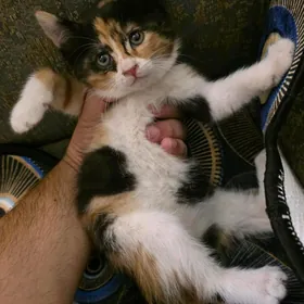 Кошка