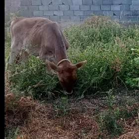 göle
