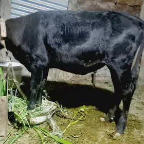 gulajyn gole