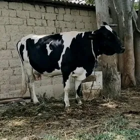 BOGAZ SYGYR