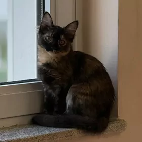 кошка