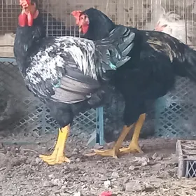 troyka gigant