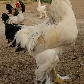 horaz