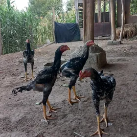 чуча 5 ойлик