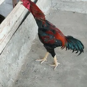 Paroda