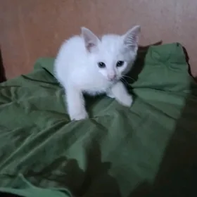 котята
