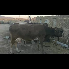 Sygyr