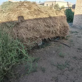 SATLYK ÝORUNJA