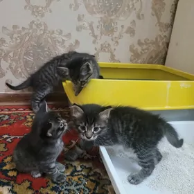 котята