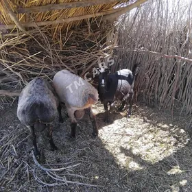 öý haýwanlary goýunlar we geçi