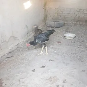 horaz
