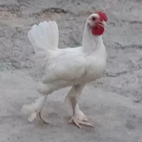 Karlik horaz