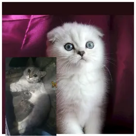 Шотландские котята