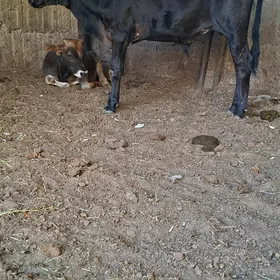 3Öküz