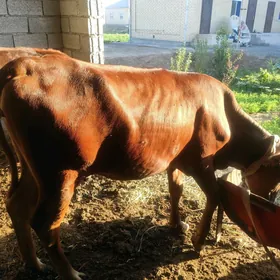 Gulajyn bakylan