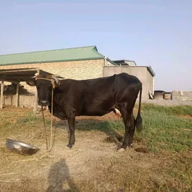 Goleli sygyr