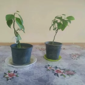 комнатные цветы