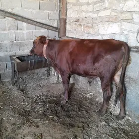 Oküz