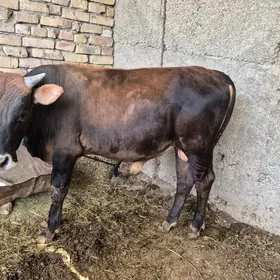 oküz