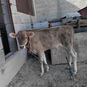 Şwes gole