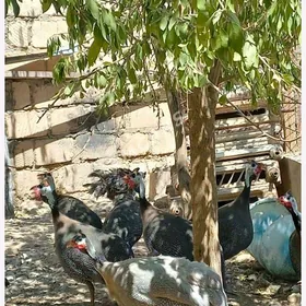 sizarka