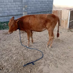gulajyn golle