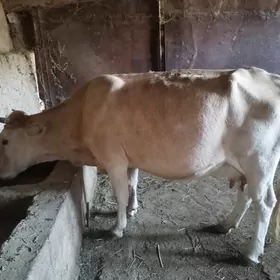 Göleli sygyr