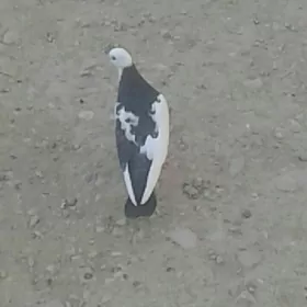 kepderi