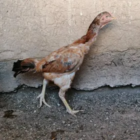 horaz towuk
