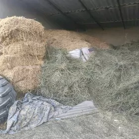 saman kip yorunja baram bar şo