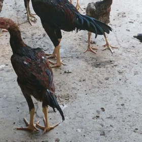 baysow horaz