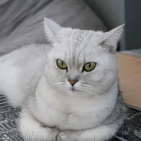 КОТ