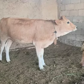 öküz tüwe