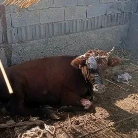 Öküz