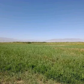 йорунжа