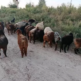 Goyun Geci Satylyar