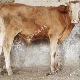 13 Sany Öküz