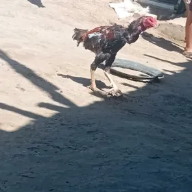 Baysow