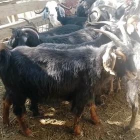 Geçi