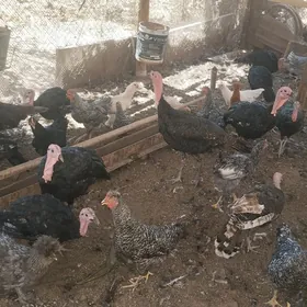 induklar we towuklar