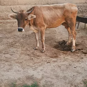 sygyr yerli tohum