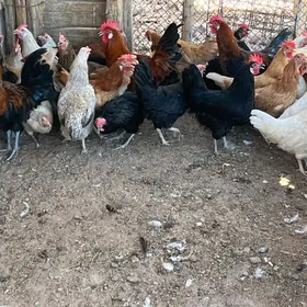 towuk horaz yaş