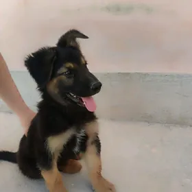 awçarka