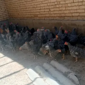 Gegant towuklar