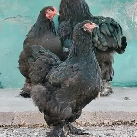 Brama