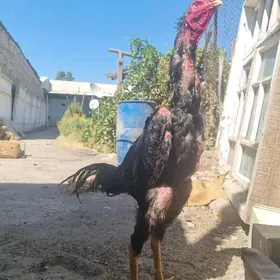 Özbek horaz