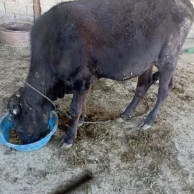 öküz
