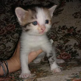 Котята в добрые руки!!!