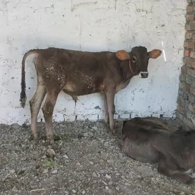 şwes okuzce